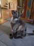 Balu (8)